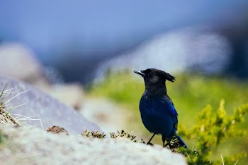 Close-Up Photo of Blue Jay
