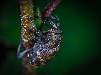 Close Up Photo of Brown and Black Elephant Weevil on Green Leaf
