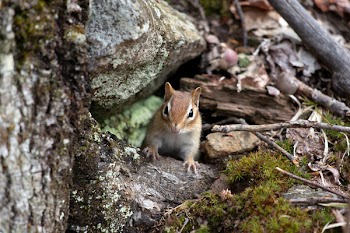 Close-up Photo of Brown and Gray 4-legged Animal Stands on Gray Tree Trunk