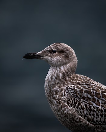 Close-up Photo of Brown and White Bird