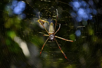 Close Up Photo of Brown and Yellow Garden Spider