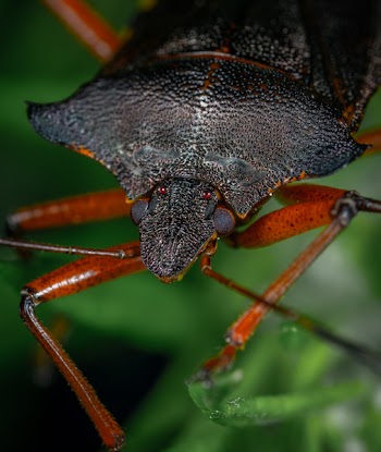 Close-Up Photo Of Brown Beetle