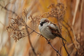 Close-Up Photo of Brown Bird