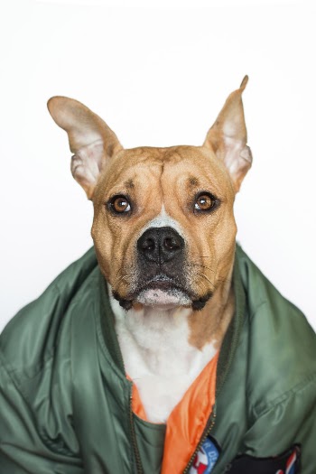 Close-up Photo of Brown Boxer Dog in Green Bomber Jacket In Front of White Background