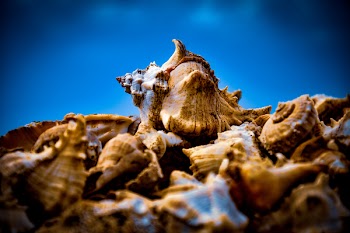 Close-up Photo of Brown Conches