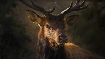 Close-Up Photo of Brown Deer