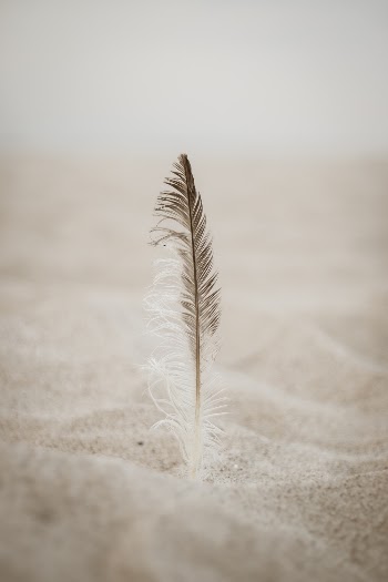 Close-Up Photo of Brown Feather on Sand