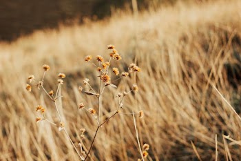 close up photo of brown grass