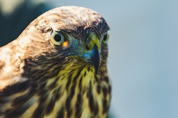 Close-up Photo of Brown Hawk