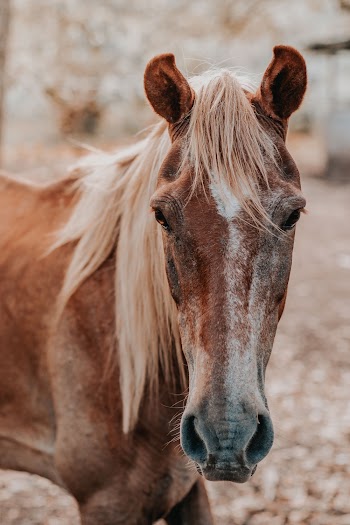 Close-up Photo of Brown Horse