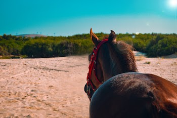 Close-up Photo of Brown Horse