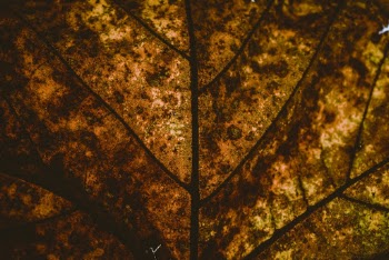 Close-Up Photo of Brown Leaf