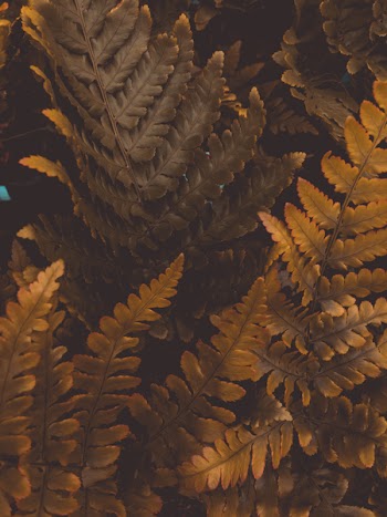 Close-Up Photo Of Brown Leaves