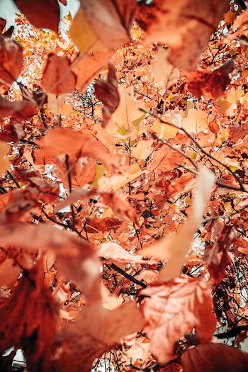 Close-Up Photo of Brown Leaves