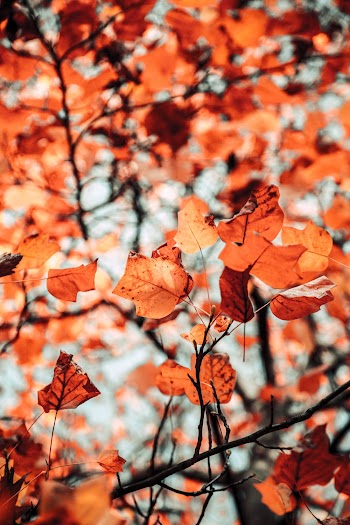 Close-Up Photo of Brown Leaves