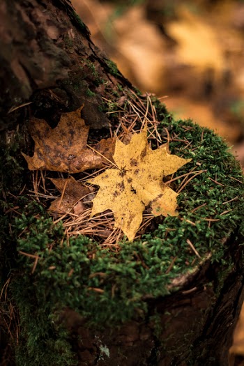 Close-up Photo of Brown Maple Leaves