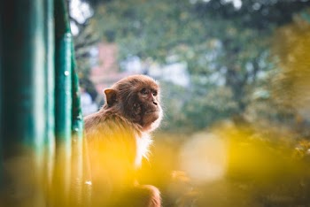 Close-Up Photo of Brown Monkey