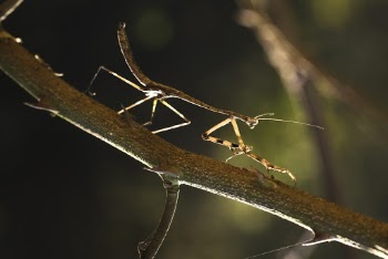 Close-up Photo of Brown Praying Mantis on a Branch