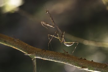 Close-up Photo of Brown Praying Mantis on a Branch