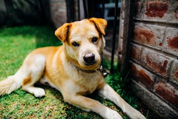 Close-up Photo of Brown Short-coated Dog Lying Down on Grass