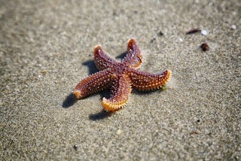 Close-up Photo of Brown Starfish