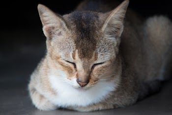 Close-Up Photo of Brown Tabby Cat