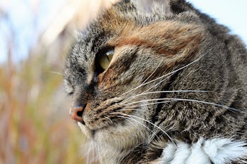 Close-up Photo of Brown Tabby Cat's Face