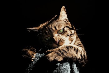 Close Up Photo of Brown Tabby Kitten