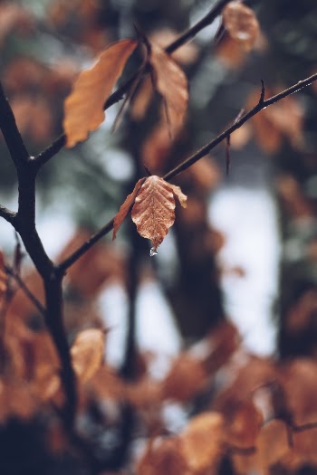 Close-up Photo of Brown Withered Leaf