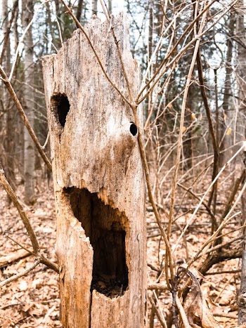Close Up Photo of Brown Wooden Tree
