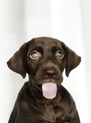 Close-up Photo of Brownish Labrador Retriever Puppy