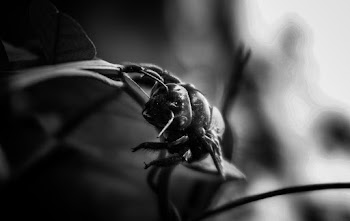 Close-up Photo Of Bug