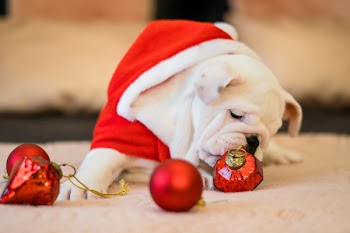 Close-Up Photo of Bull Dog Near Ornaments