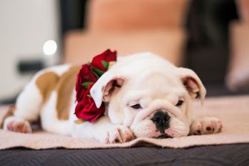 Close-Up Photo of Bulldog