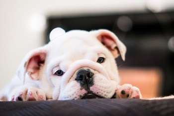 Close-Up Photo of Bulldog