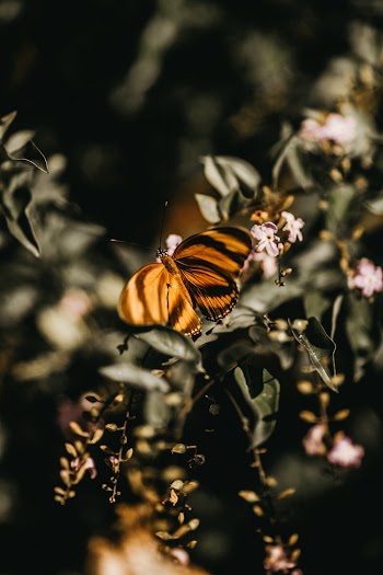 Close-Up Photo of Butterfly