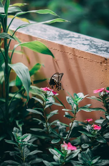 Close-Up Photo Of Butterfly Perched On A Flower