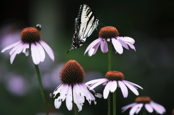 Close-Up Photo of Butterfly Perched On Flower