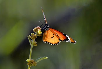 Close-Up Photo of Butterfly Perched on Flower Bud