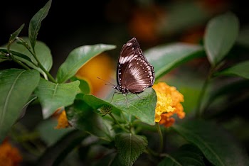 Close-Up Photo of Butterfly Perched On Leaf