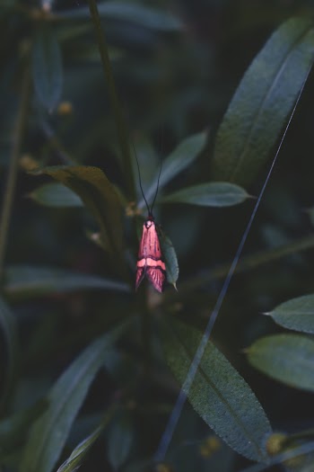 Close-Up Photo of Butterfly Perched on Leaf