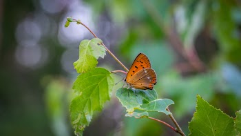 Close-Up Photo of Butterfly Perched On Leaf