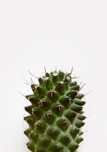 Close-Up Photo of Cactus