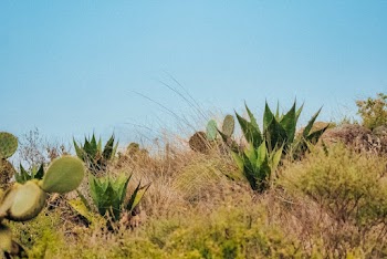 Close-Up Photo Of Cactus Plants