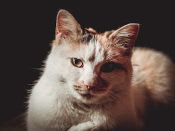 Close-Up Photo of Calico Cat