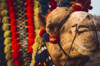 Close-up Photo of Camel Head