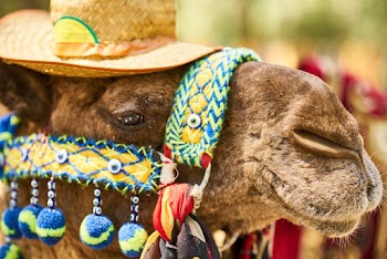 Close-Up Photo of Camel Wearing Straw Hat
