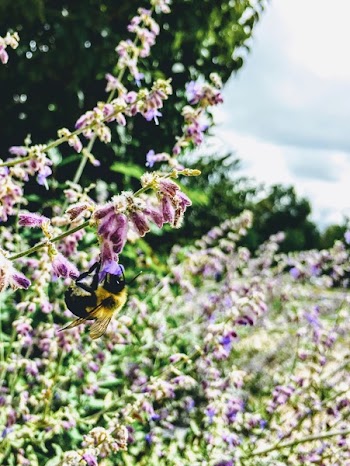 Close-up Photo of Carpenter Bee