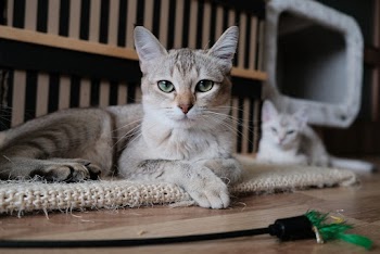 Close-Up Photo Of Cat 