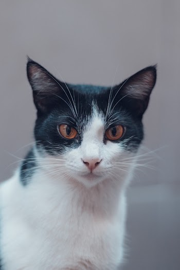 Close-Up Photo of Cat